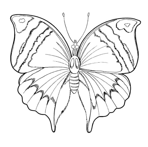 раскраски бабочки красивая бабочка  бабочка с узорами