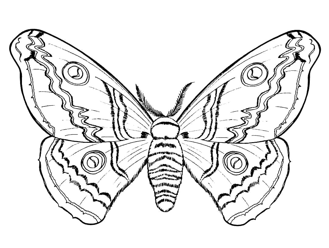 раскраски бабочки красивая бабочка  бабочки