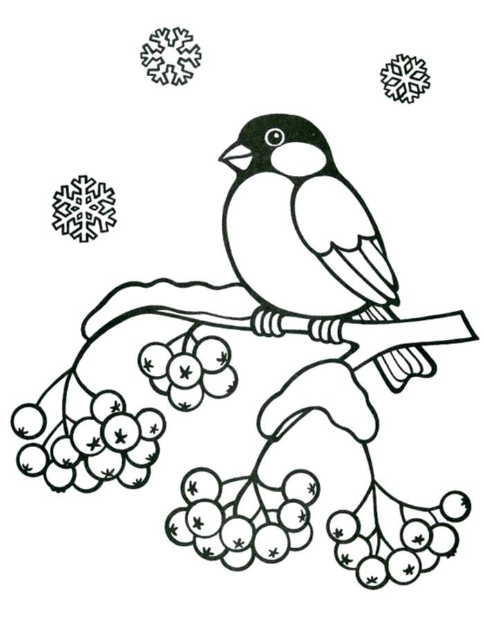 Раскраски подающий снег, снежинки, снега для детей, для занятий в начальной школе  Раскраска рябина зимняя и снегирь