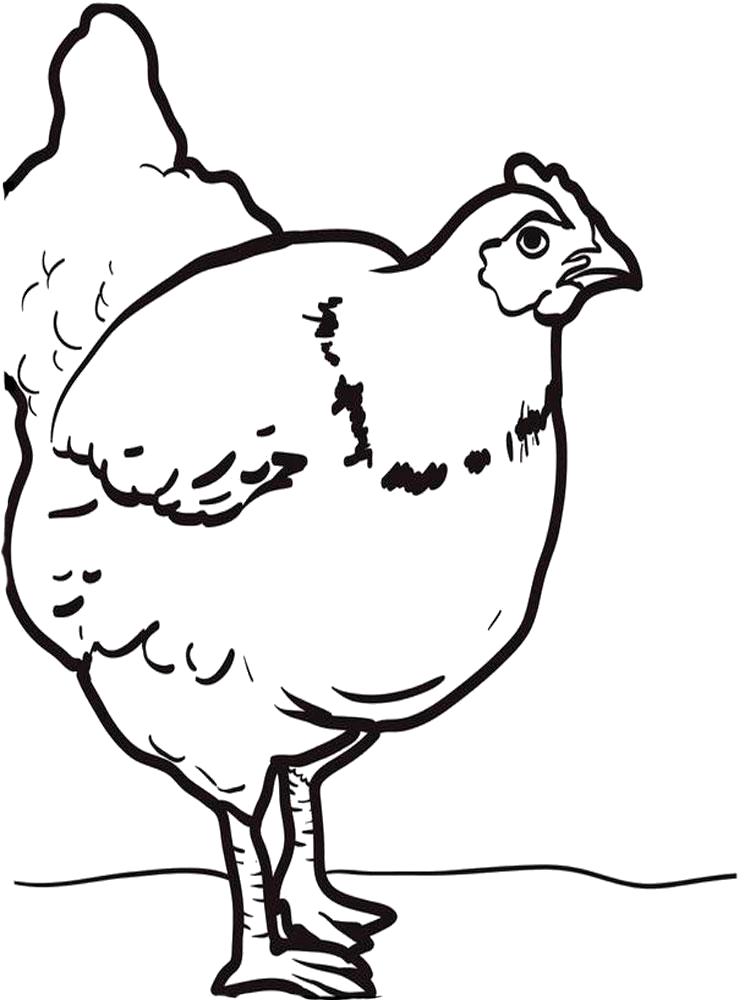 Раскраски птиц курица  петух яйцо цыпленок  Раскраска курица