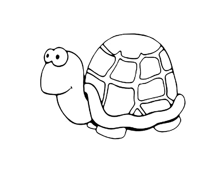 Раскраски Черепаха черепашка  Раскраска черепаха