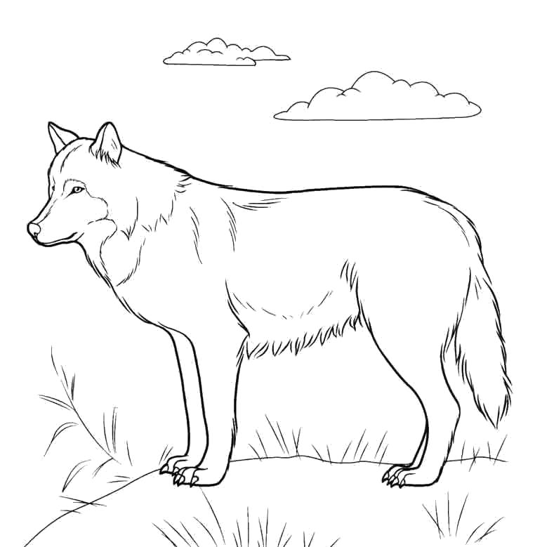 Раскраски про жизнь волков  Волк