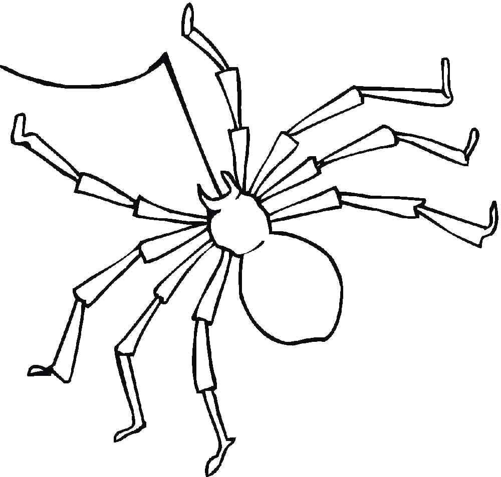 Раскраски пауки паук паучки  паутинка и паук