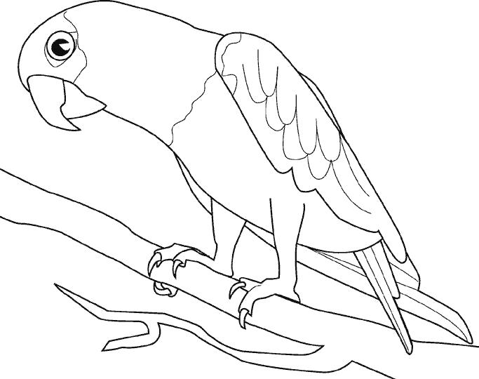 Раскраски попугай попугайчик самка попугай  Попугай на веточке