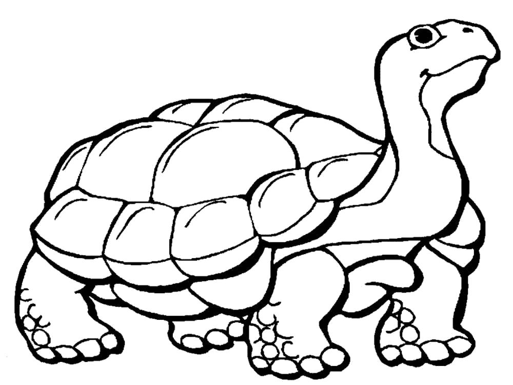 Раскраски Черепаха черепашка  Раскраска черепаха