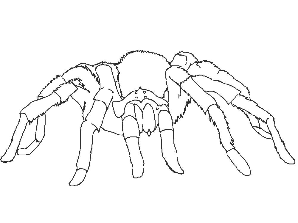 Раскраски пауки паук паучки  Раскраска паук с толстыми мохнатыми лапами