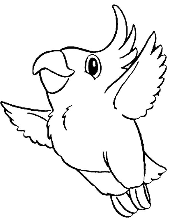 Раскраски попугай попугайчик самка попугай  Какаду