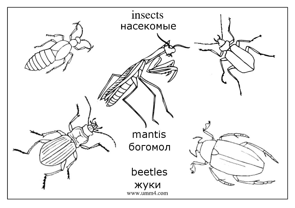 раскраски жуки жучки   раскраски насекомые, раскраска жук, раскраска бабочка, раскраска муха, раскраска кузнечик, раскраска гусеница, раскраска комар, раскраска оса, насекомые на английском языке