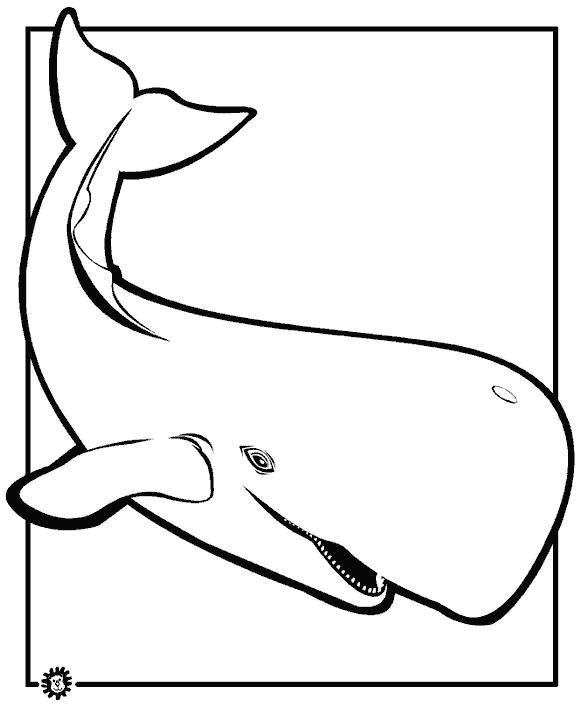 Раскраски киты кит  большой кит