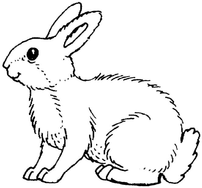 заяц зайчиха зайчата раскраска для детей  заяц сидит