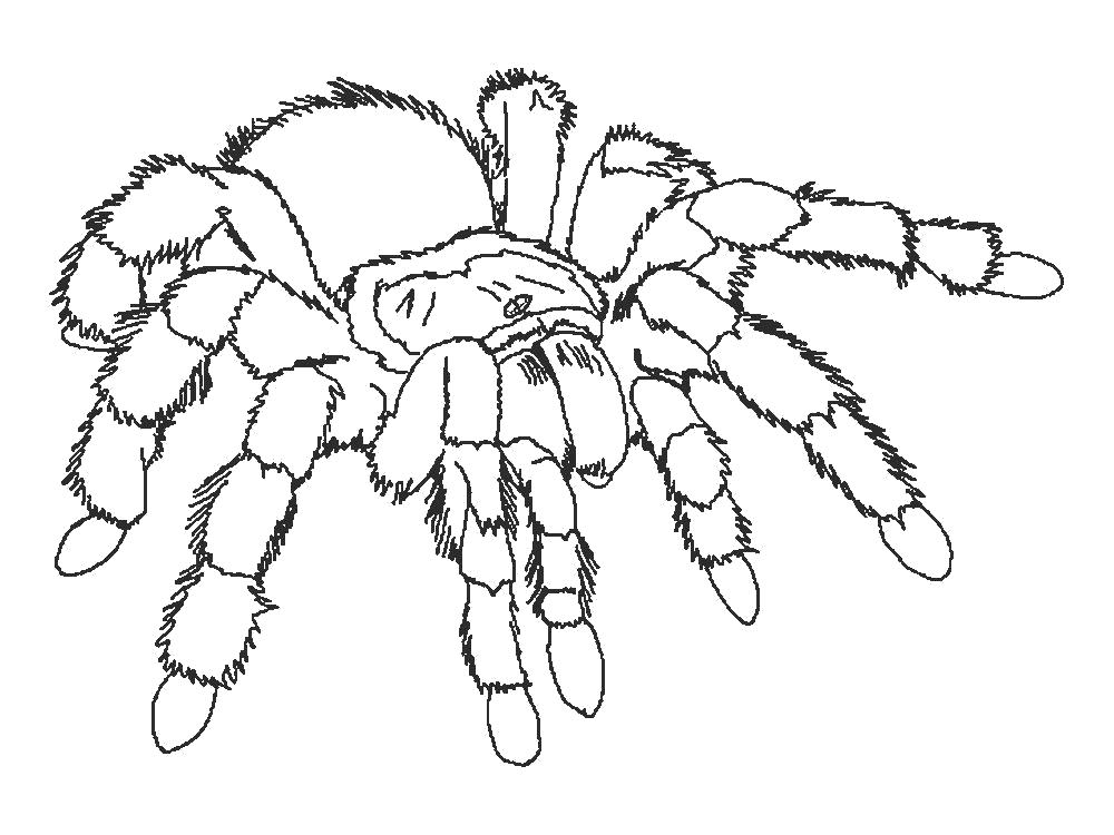 Раскраски пауки паук паучки  Раскраска паук огромный