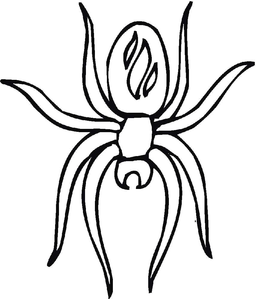 Раскраски пауки паук паучки  паук