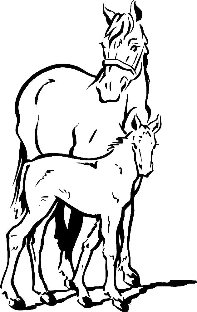 Раскраски с лошадьми, кобыла, жеребенок, конь раскраска  Раскраска лошадь