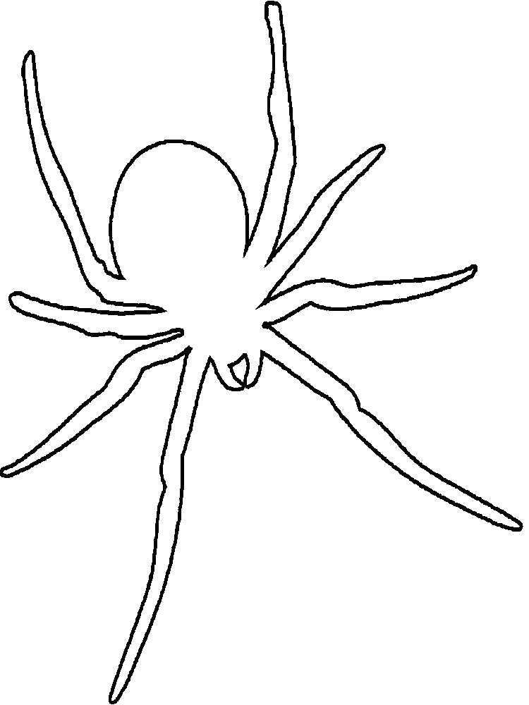 Раскраски пауки паук паучки  Раскраска паук контур для вырезания