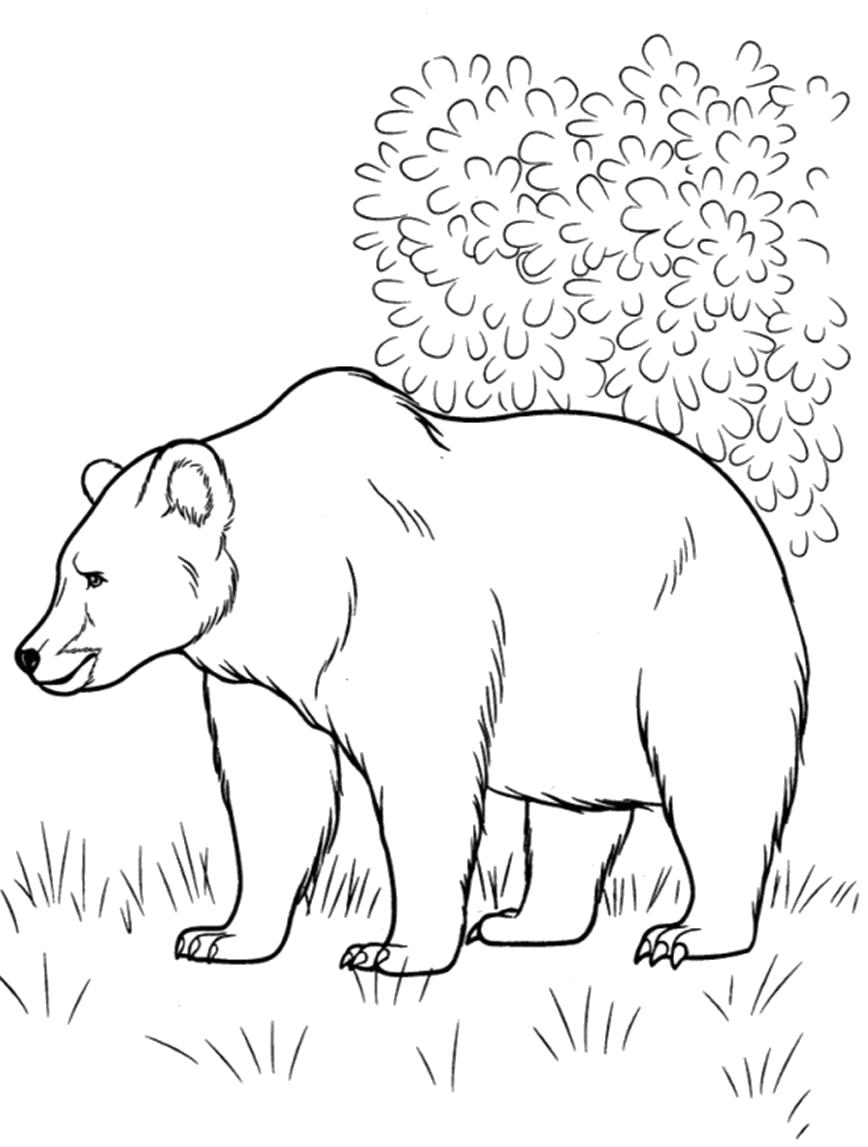 Раскраски диких животных для детей  Русский медведь