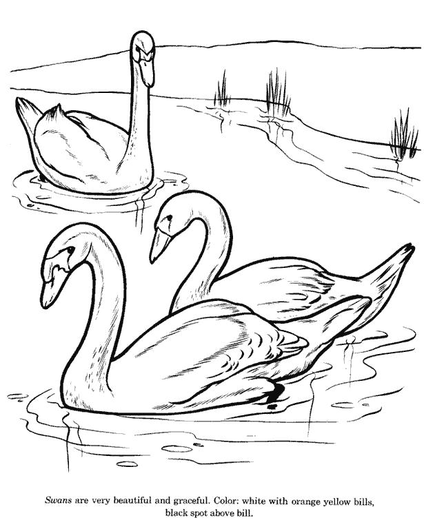 Раскраски лебедь лебеди   swan10