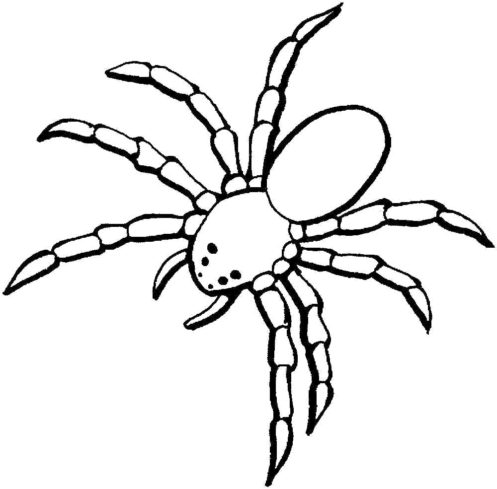Раскраски пауки паук паучки  паук с длинными лапами