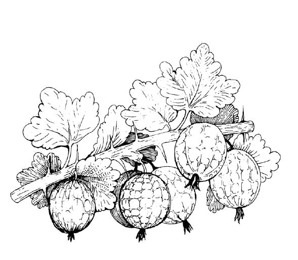 Раскраски ягоды малина вишня арбуз вишня крыжовник  крыжовник на ветке