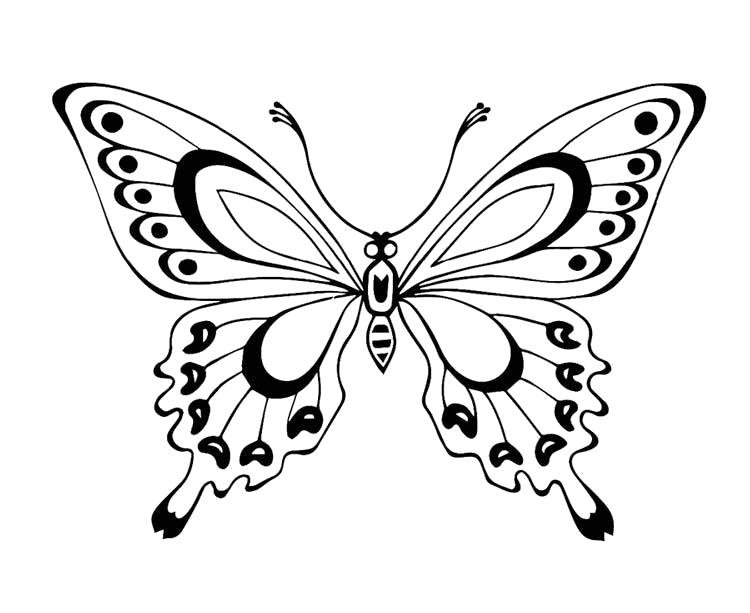 раскраски бабочки красивая бабочка  красивая бабочка