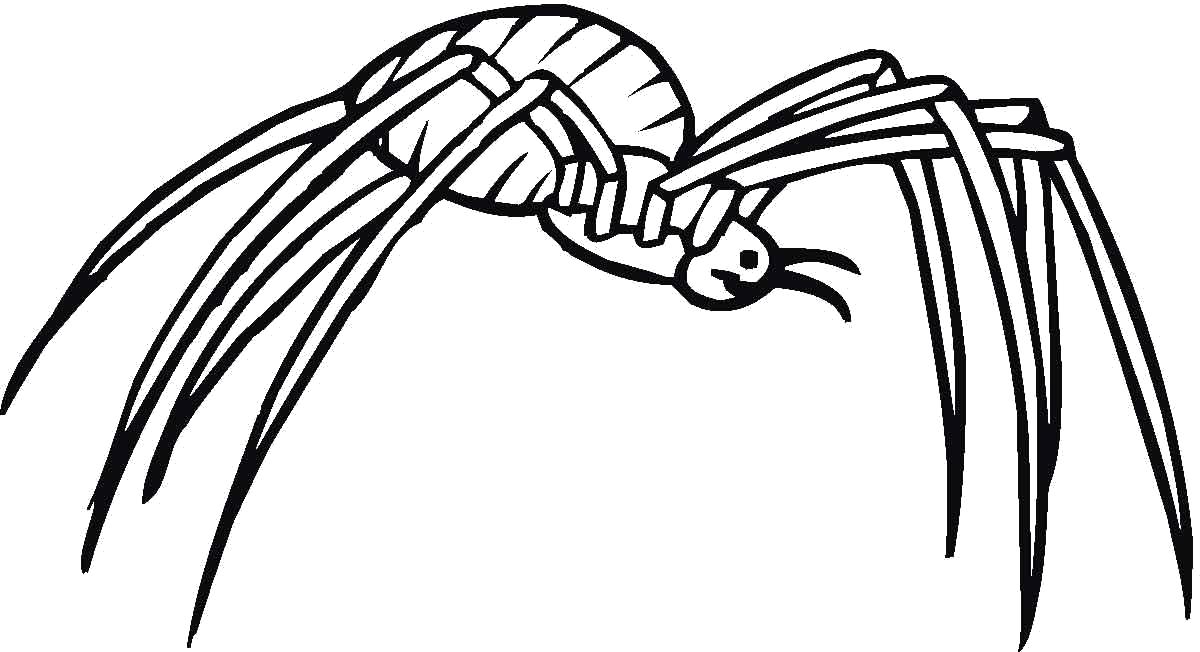 Раскраски пауки паук паучки  паук с длинными ногами