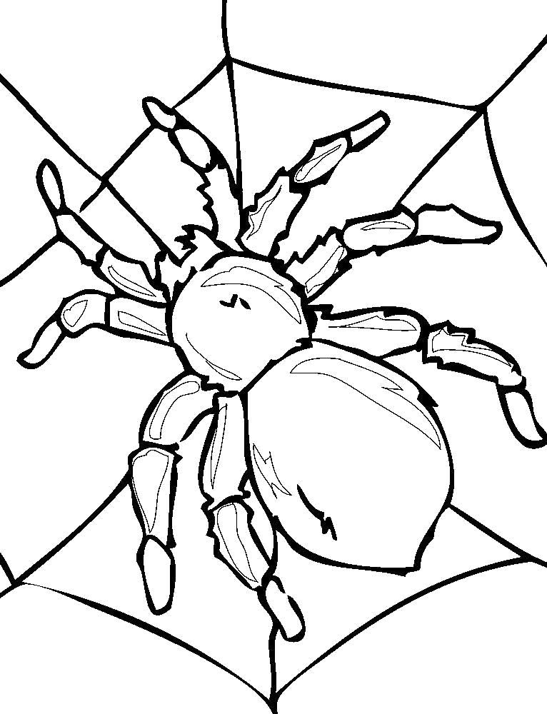 Раскраски пауки паук паучки  Раскраска паук в паутине