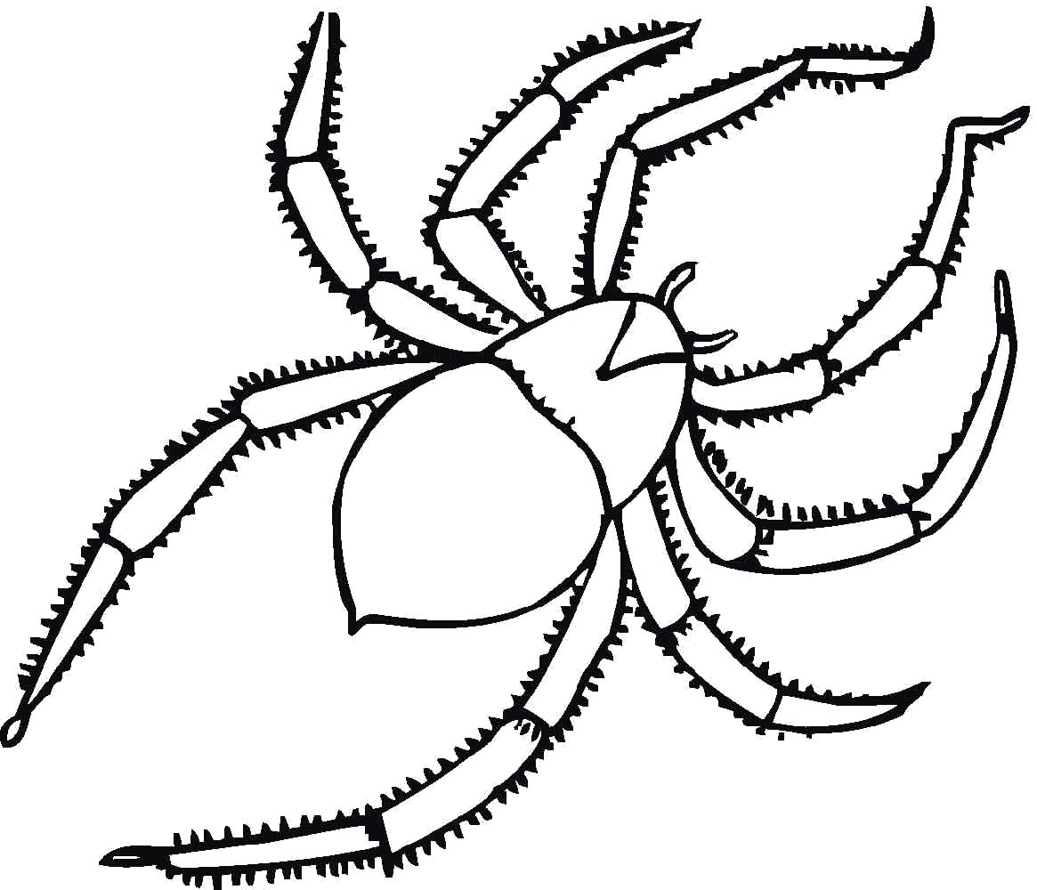 Раскраски пауки паук паучки  паук с мохнатыми лапками