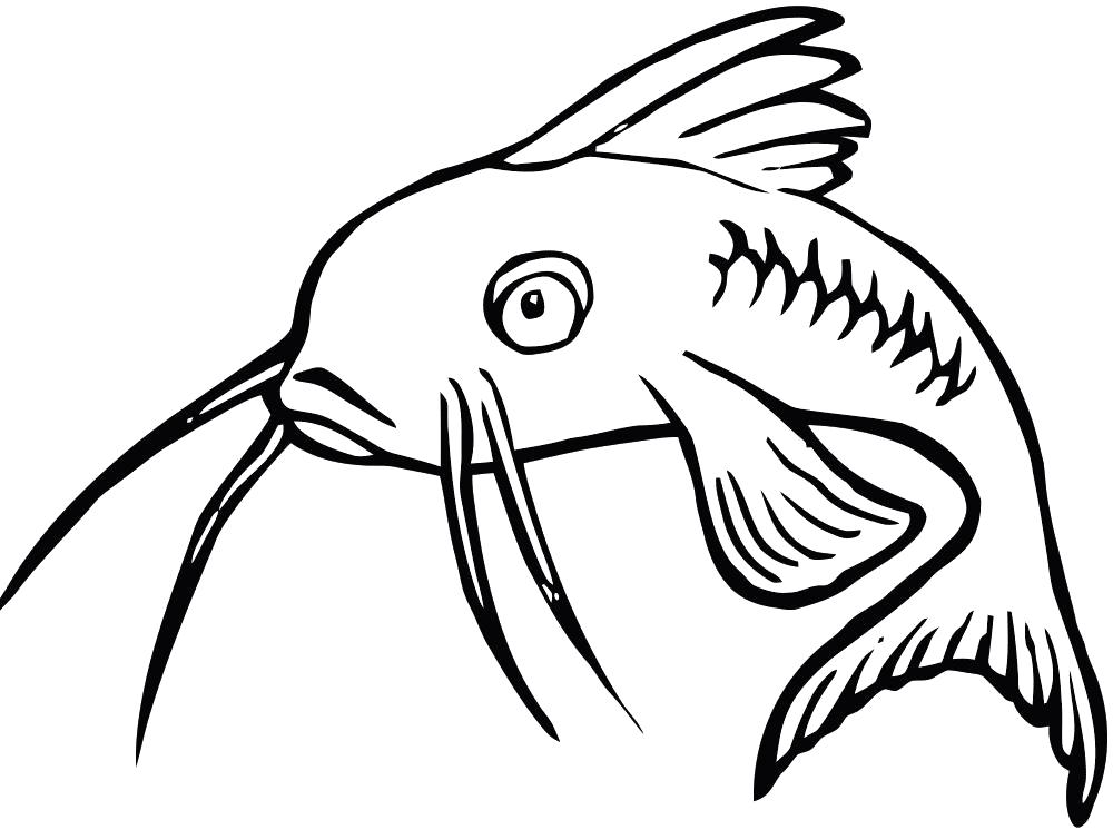 Раскраски рыба рыбы  Сом