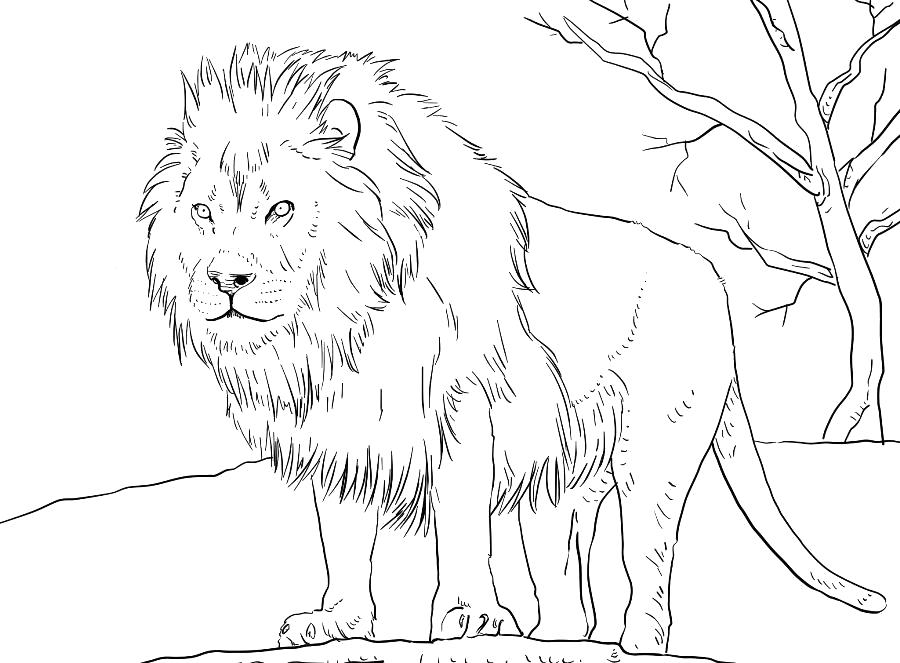 Раскраски про львов, львиц, львят  Свирепый лев.