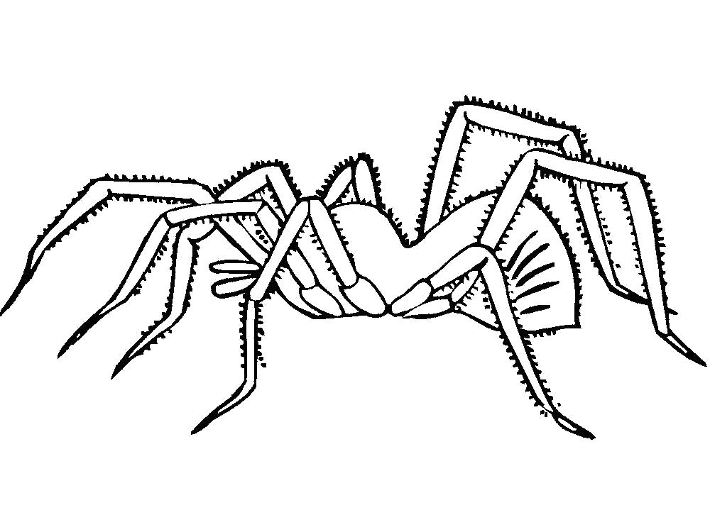 Раскраски Пауки — распечатать или скачать