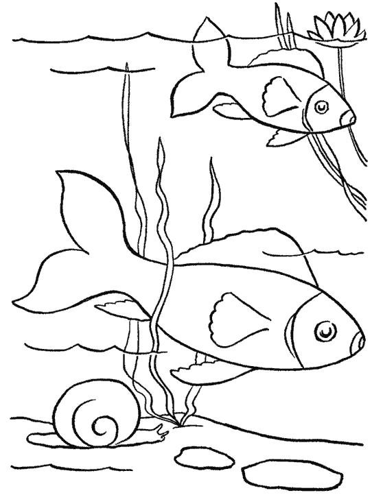 Раскраски рыба рыбы  Рыбки