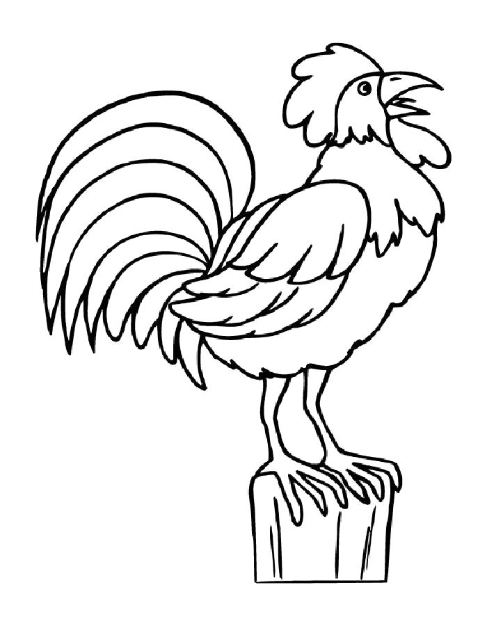 Раскраски птиц курица  петух яйцо цыпленок  Раскраска петух