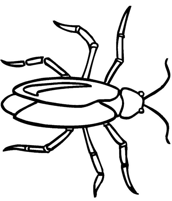 раскраски жуки жучки   жук с длинными лапами