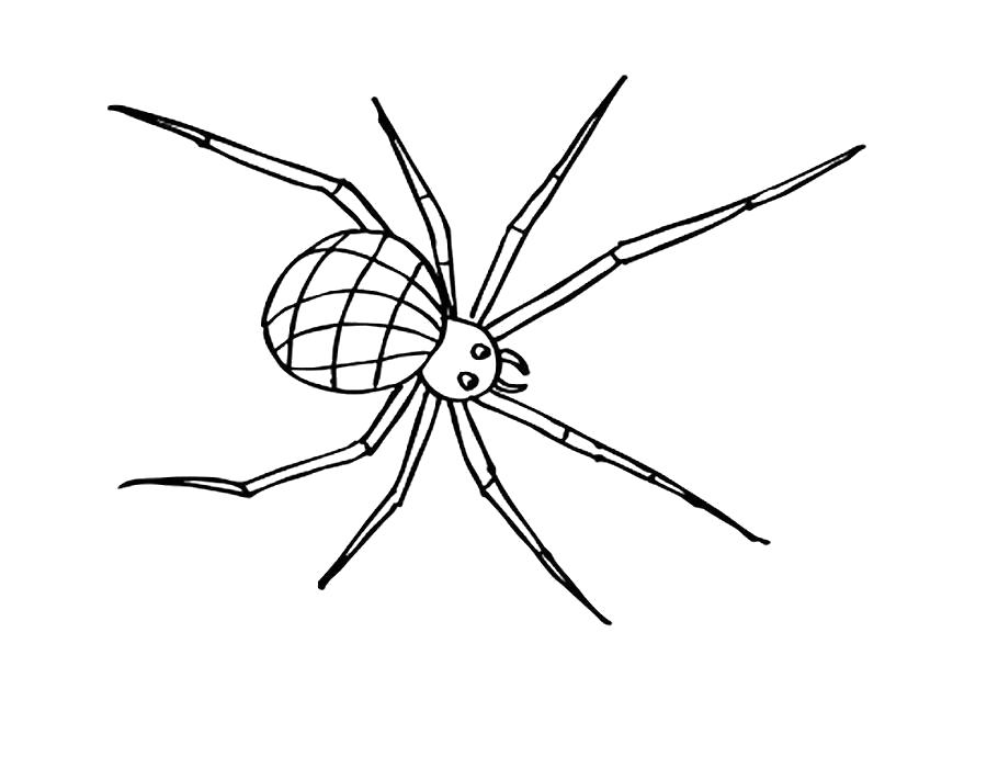 Раскраски пауки паук паучки  Раскраска паук с длинными ногами