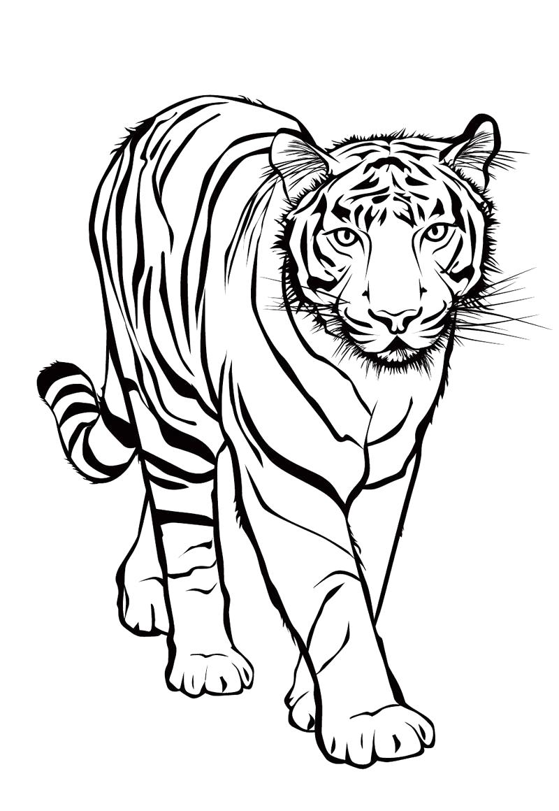Раскраски диких животных для детей  Тигр