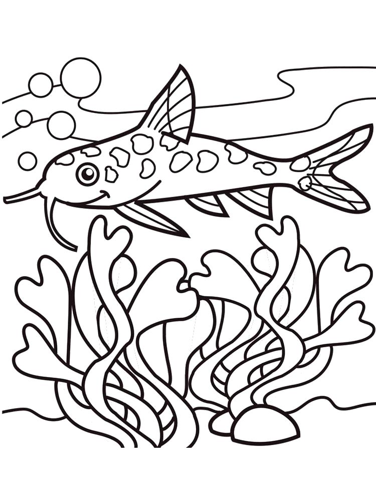 Раскраски рыба рыбы  Раскраска сом, рыба