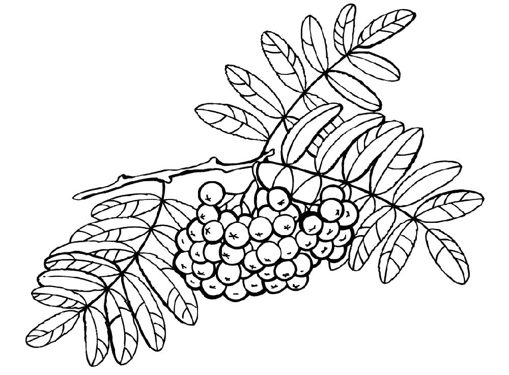 Раскраски ягоды малина вишня арбуз вишня крыжовник  Раскраска рябина