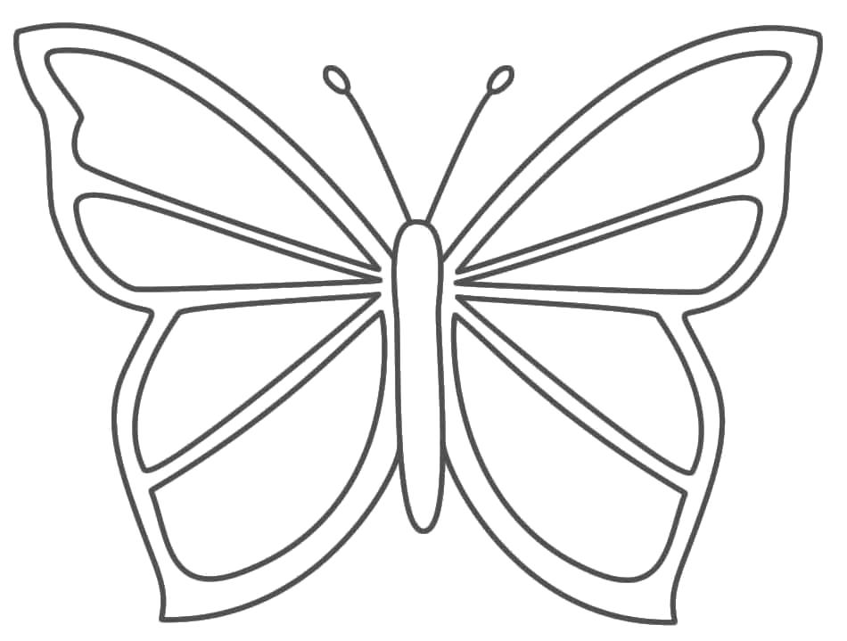 раскраски бабочки красивая бабочка  контуры бабочки