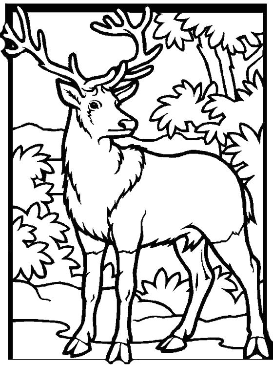 Раскраски олень олененок олентха олень   Олень в лесу