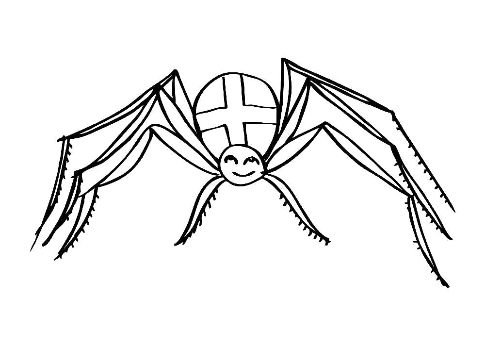 Раскраски пауки паук паучки  Раскраска паук