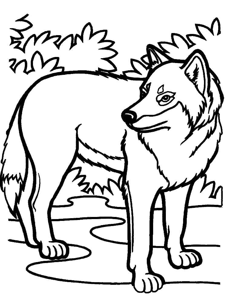 Раскраски про жизнь волков  Лесной волк