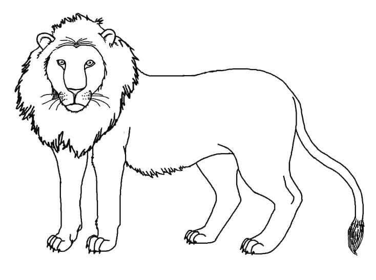 Раскраски про львов, львиц, львят  Лев с гривой