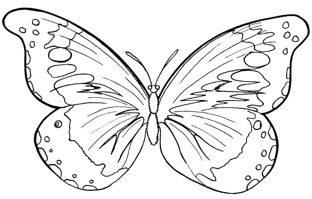 раскраски бабочки красивая бабочка  бабочка