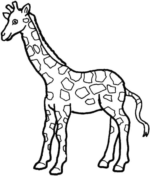 Раскраски диких животных для детей  Жирафка