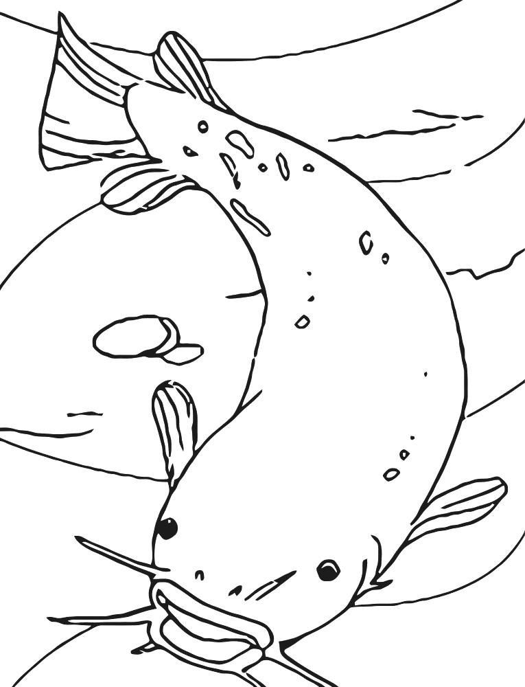 Раскраски рыба рыбы  Грозный сом