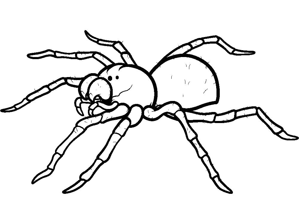 Раскраски пауки паук паучки  Раскраска паук