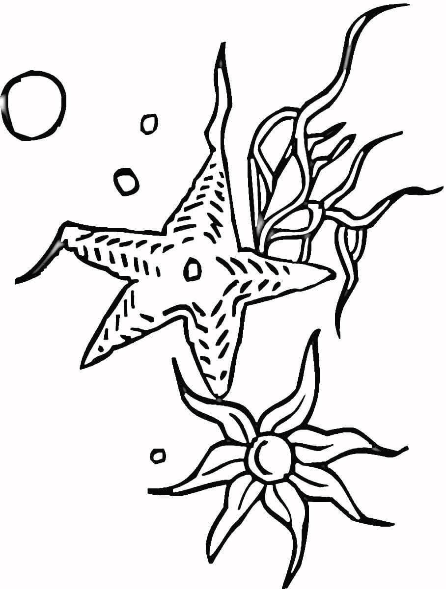 Раскраски морские звезды морские звездочки звезды  Раскраски морские звезды морские звездочки звезды