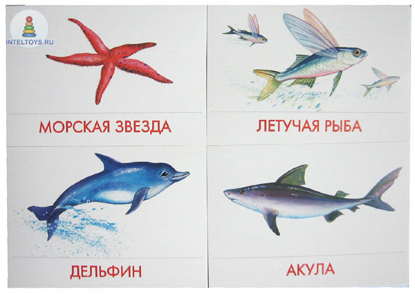  картинки рыб  рыбы 