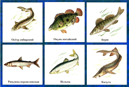  карточки рыбы 