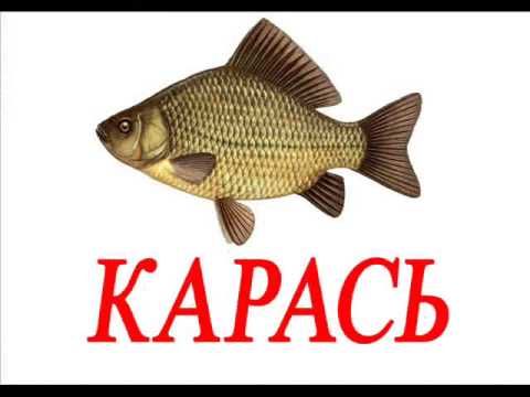 карточки рыбы   карточки рыбы 