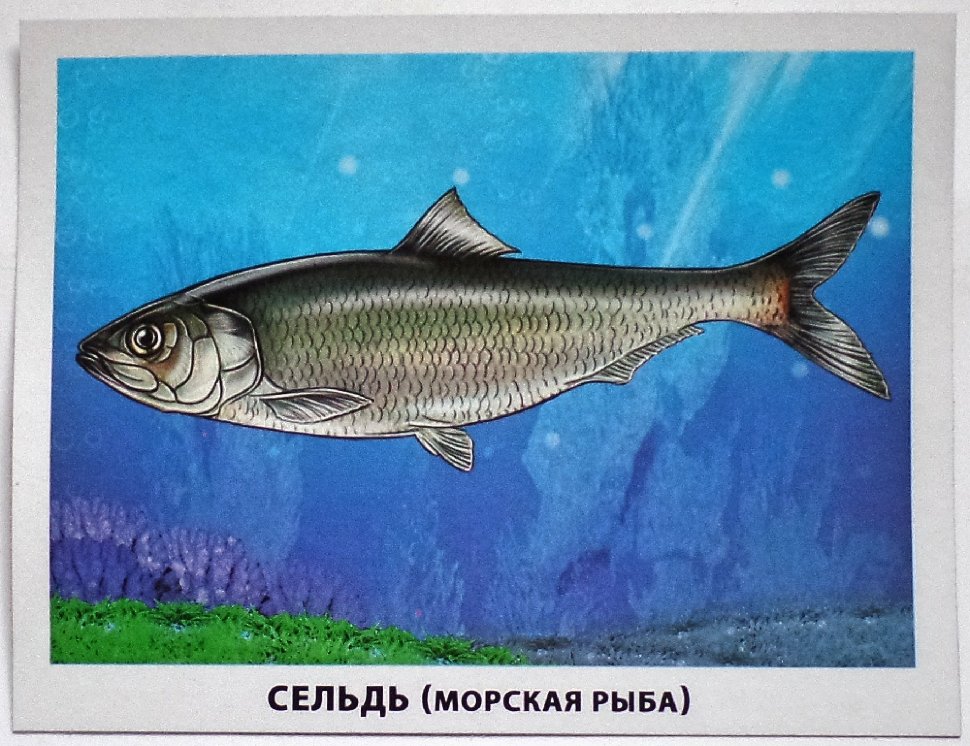  карточки рыбы 